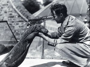Komodo ejderi Sumbawa ve kaleci H. Alec Budd, 1928 by Frederick William Bond