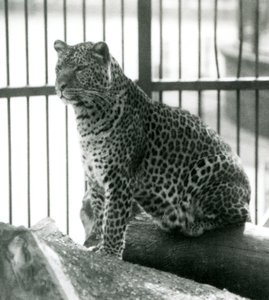 Leopard Rex, Haziran 1925