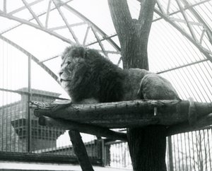 Erkek Aslan, 