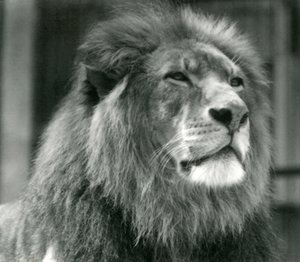 Erkek Aslan Kuja, Ağustos 1924