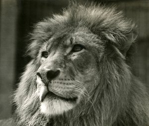 Erkek Aslan Kuja, Ağustos 1924