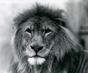 Erkek Aslan 