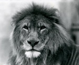 Erkek Aslan Kuja, Ocak 1925