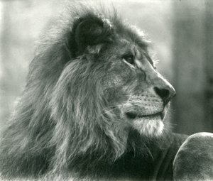Erkek Aslan Kuja, Ocak 1925