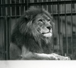 Erkek Aslan 