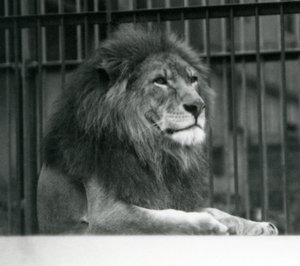 Erkek Aslan Kuja, Ocak 1925