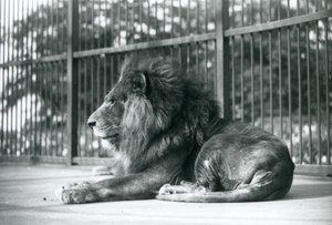 Erkek Aslan Toto, Eylül 1927