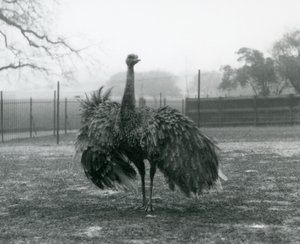 Greater Rhea, Londra Hayvanat Bahçesi tarafından erkek çağrı ekranı by Frederick William Bond