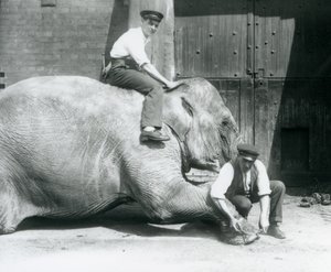 Sundermalah, bir başkası sırtında otururken bir bekçi tarafından bir dosya ile ön ayağını keserken, Londra Hayvanat Bahçesi, Ağustos 1926 by Frederick William Bond