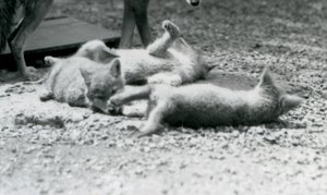 Londra Hayvanat Bahçesi, annelerinin ayaklarının dibinde yerde yuvarlanan üç Coyote yavrusu by Frederick William Bond
