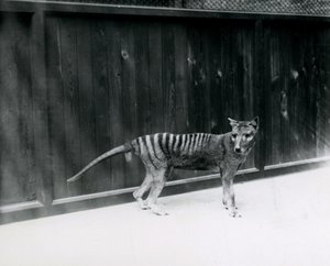 Thylacine Tasmanian Wolf, 1930'dan önce Londra Hayvanat Bahçesi'nde by Frederick William Bond