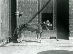 Thylacine/ Tasmanian Wolf, Ağustos 1926