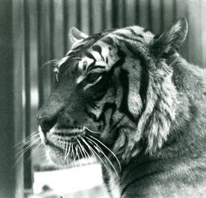 Tiger Sam, 1925