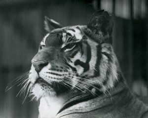 Tigress Sally, 1927