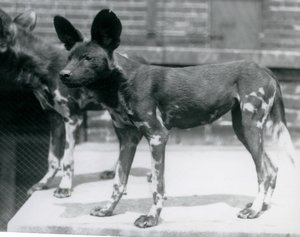 Londra Hayvanat Bahçesinde İki Somali Yaban Köpeği, Temmuz 1925 by Frederick William Bond