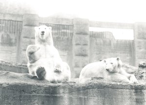 ZSL Londra Hayvanat Bahçesi'nde iki kutup ayısı, 1927 by Frederick William Bond