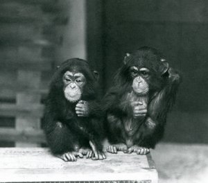 Tahta bir sandık üzerinde oturan iki genç şempanze, Londra Hayvanat Bahçesi, 1924 by Frederick William Bond