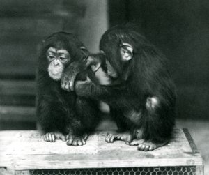Tahta bir sandık üzerinde oturan iki genç şempanze. Biri hareketsiz otururken diğeri kürkünü tımar ediyor, London Zoo by Frederick William Bond