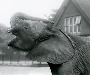 Genç Afrika Fili Kiberenge bagajını kaldırıyor ve çağırıyor, Londra Hayvanat Bahçesi, Ağustos 1925 by Frederick William Bond
