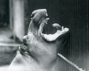 Londra Hayvanat Bahçesinde Genç Su Aygırı Bobbie, 1927 by Frederick William Bond