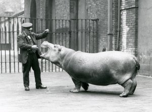 Genç Su aygırı Bobbie, bekçi Ernie Bowman ile, Londra Hayvanat Bahçesi, Temmuz 1923 (bw fotoğraf) by Frederick William Bond