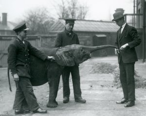 Genç dişi Afrika Pigme Fili Oojah, Londra Hayvanat Bahçesi