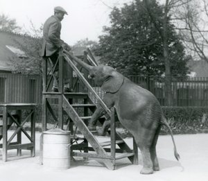 Genç dişi Afrika Pigme Fili Oojah, ön ayakları biniş basamaklarında, bagajıyla en üst basamakta olan antrenörüne uzanıyor, Londra Hayvanat Bahçesi, Haziran 1925 by Frederick William Bond