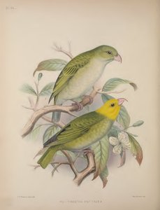 Psittirostra Psittacea, Scott B. Wilson tarafından yazılan 