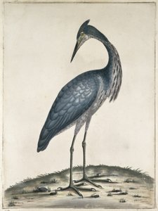 A Heron, 1789 (kağıt üzerinde wc ve mürekkep)