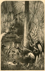 "Bir Florida Bataklığı", 1872.