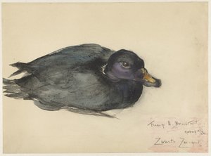 Siyah Scoter by Frederika Henriëtte Broeksmit