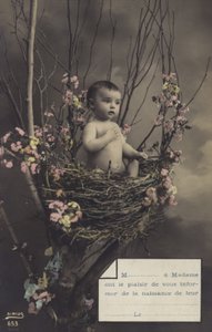 Bebek bir yuvada by French Photographer