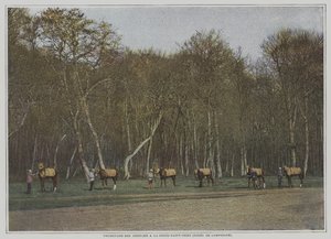 Fransa, Foret de Compiegne