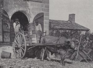 Hasat edilen üzümlerin kağnı ile taşınması (s/b fotoğraf) by French Photographer