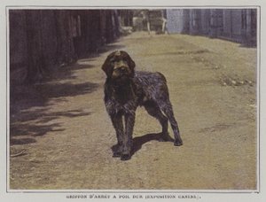Wirehaired İşaret Griffon (renkli fotoğraf) by French Photographer