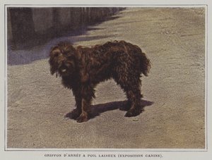 Yünlü Saçlı İşaret Griffon (renkli fotoğraf) by French Photographer