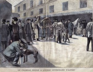 Maison Alfort Veteriner Okulu