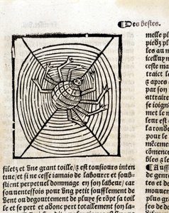 "Le Jardin de santé Latince