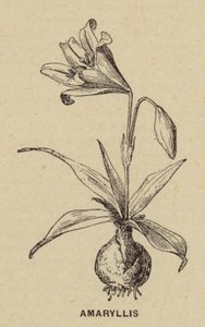 Amaryllis (gravür) by French School