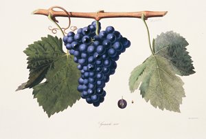 Ampelografi, Üzüm Grenache Cotes du Rhone by French School