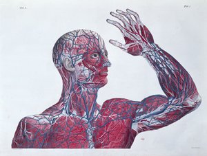 İnsan başının ve kolunun anatomisi, Francesco Antommarchi