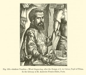 Andrew Vesalius (gravür) by French School