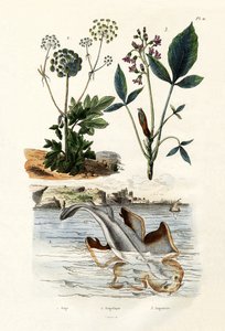 Melek Köpek Balığı, 1833-39 by French School