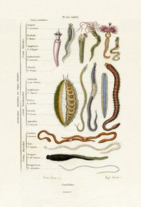 Annelidler, 1833-39 by French School