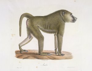 Anubis. Memelilerin Doğal Tarihinden bir babun (renkli taş) by French School