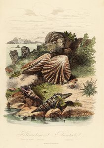 Babylon turrid, Turris babylonia, deniz salyangozu, Raphitoma echinata ve yavru kedi pençeleri deniz tarağı, Plicatula gibbosa by French School