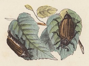 Yapraklardaki böcekler (renkli gravür) by French School