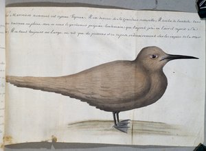 Foyroux (Tern), Cape Frio, Brezilya, Jacques Gouin de Beauchesne (1652-1730), Compagnie royale de la Mer du Sud