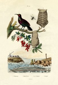 Cennet Kuşu, 1833-39 by French School
