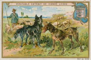 Border Collie ve Çoban Köpeği by French School